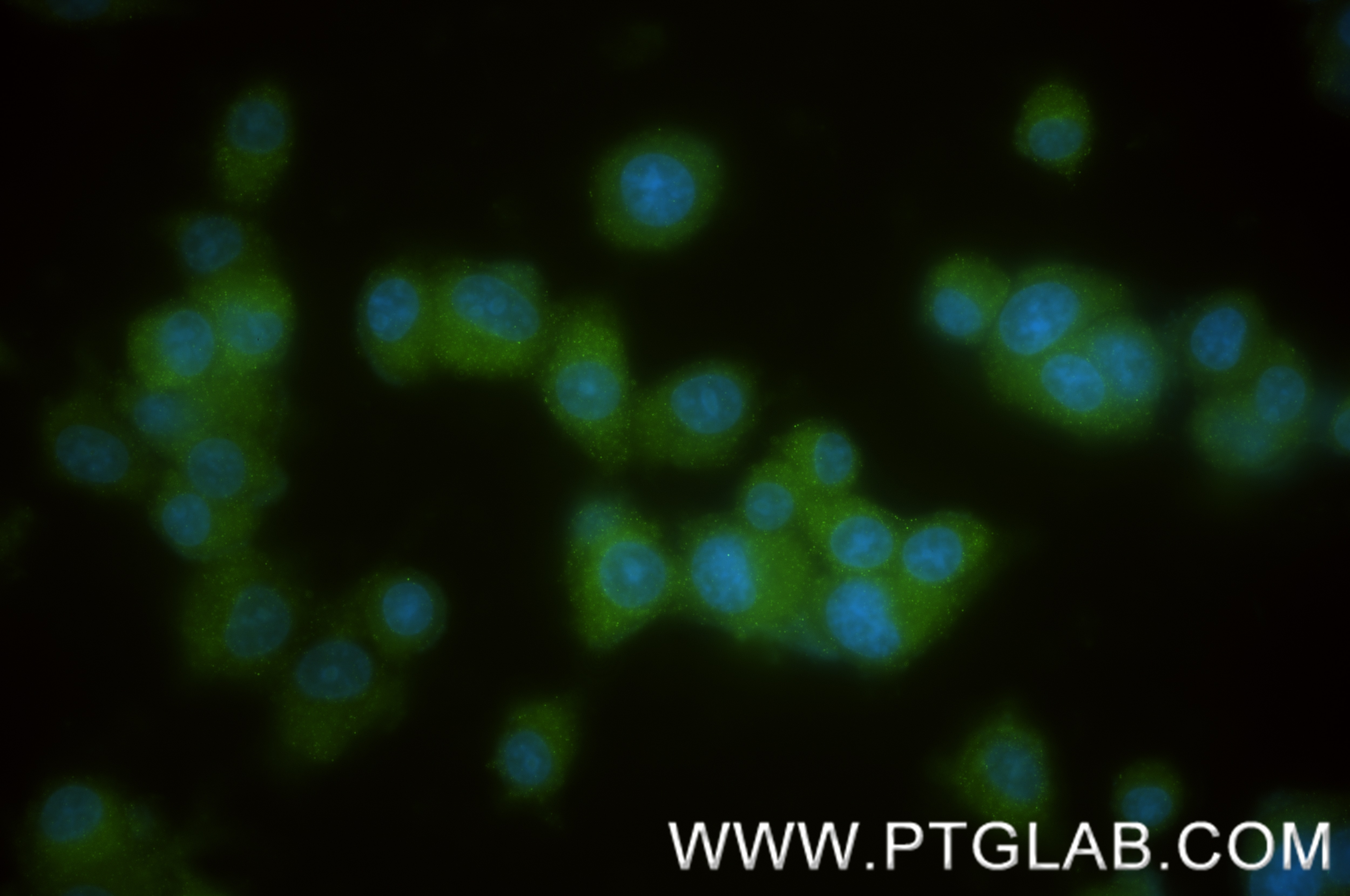 Immunofluorescence (IF) / fluorescent staining of PC-12 cells using NGFR/TNFRSF16 Recombinant antibody (85622-2-RR)