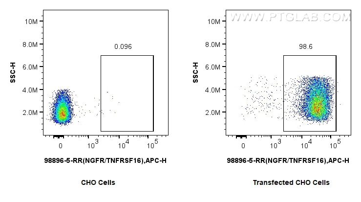 FC experiment of Transfected CHO Cells using 98896-5-RR (same clone as 98896-5-PBS) Flow cytometry (FC) experiment of Transfected CHO Cells using Anti-Human NGFR/TNFRSF16 Rabbit Recombinant Antibo (98896-5-RR)