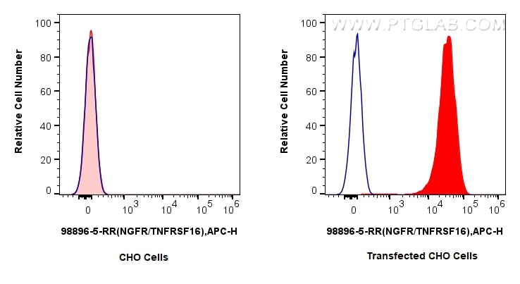 FC experiment of Transfected CHO Cells using 98896-5-RR (same clone as 98896-5-PBS) Flow cytometry (FC) experiment of Transfected CHO Cells using Anti-Human NGFR/TNFRSF16 Rabbit Recombinant Antibo (98896-5-RR)