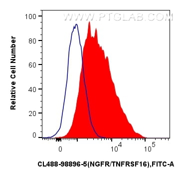 FC experiment of SK-N-SH using CL488-98896-5 Flow cytometry (FC) experiment of SK-N-SH cells using CoraLite® Plus 488 Anti-Human NGFR/TNFRSF16 Rabbit (CL488-98896-5)