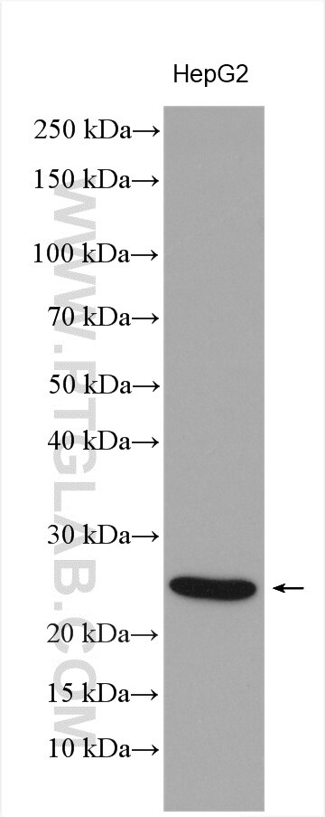 Western Blot (WB) analysis of various lysates using NGFRAP1 Polyclonal antibody (10446-1-AP)