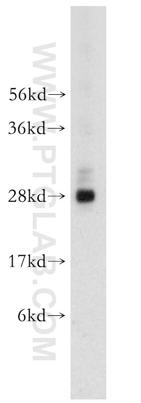 Western Blot (WB) analysis of mouse liver tissue using NGFRAP1 Polyclonal antibody (10446-1-AP)
