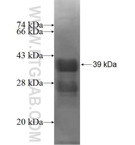 NGFRAP1 fusion protein Ag0378 SDS-PAGE