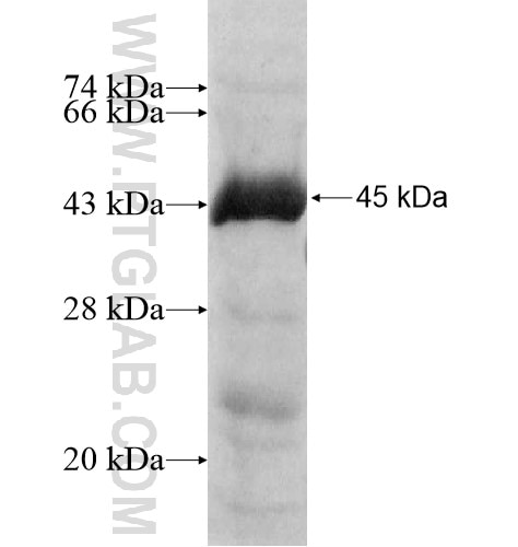 NGLY1 fusion protein Ag11729 SDS-PAGE
