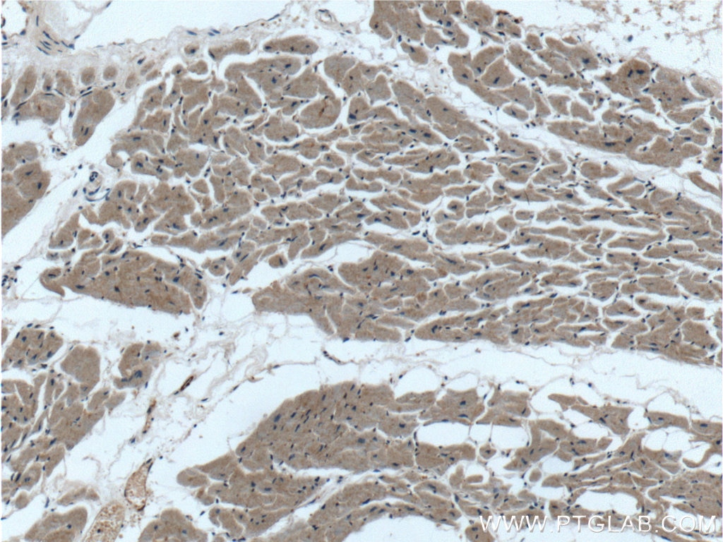 Immunohistochemistry (IHC) staining of human heart tissue using NGRN Polyclonal antibody (14885-1-AP)