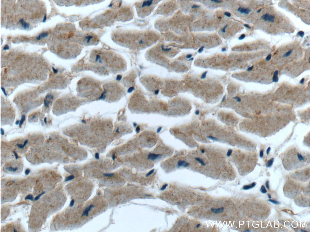 Immunohistochemistry (IHC) staining of human heart tissue using NGRN Polyclonal antibody (14885-1-AP)