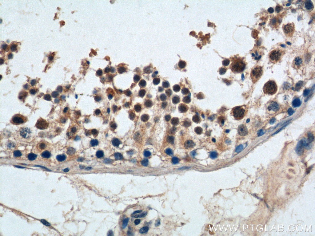 Immunohistochemistry (IHC) staining of human testis tissue using NGRN Polyclonal antibody (14885-1-AP)