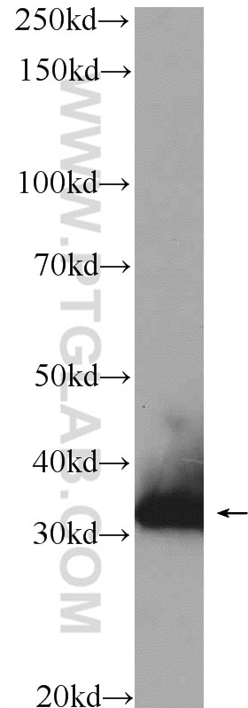 Western Blot (WB) analysis of mouse liver tissue using NGRN Polyclonal antibody (14885-1-AP)
