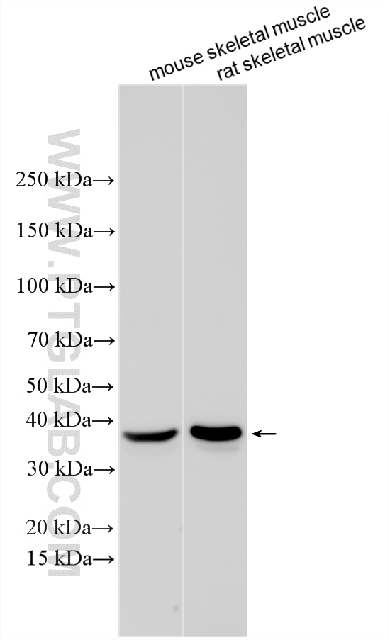 Western Blot (WB) analysis of various lysates using NGRN Polyclonal antibody (14885-1-AP)