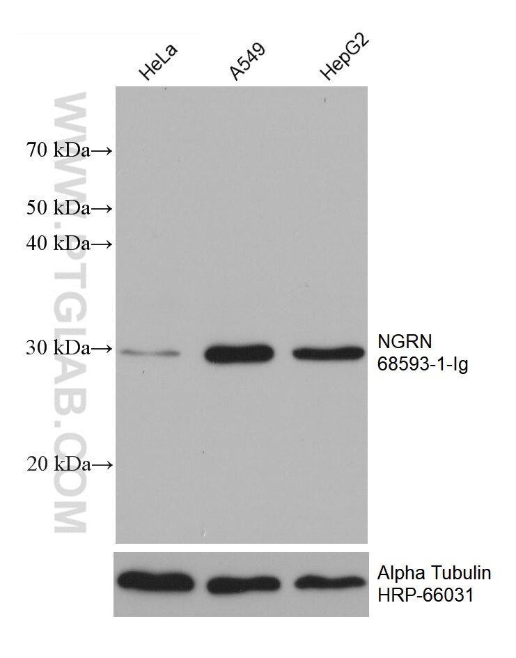 Western Blot (WB) analysis of various lysates using NGRN Monoclonal antibody (68593-1-Ig)