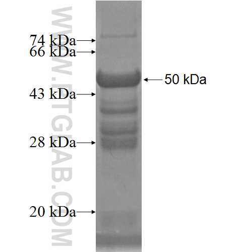 NGRN fusion protein Ag6661 SDS-PAGE