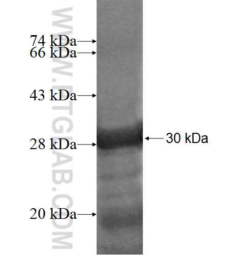 NGRN fusion protein Ag6790 SDS-PAGE