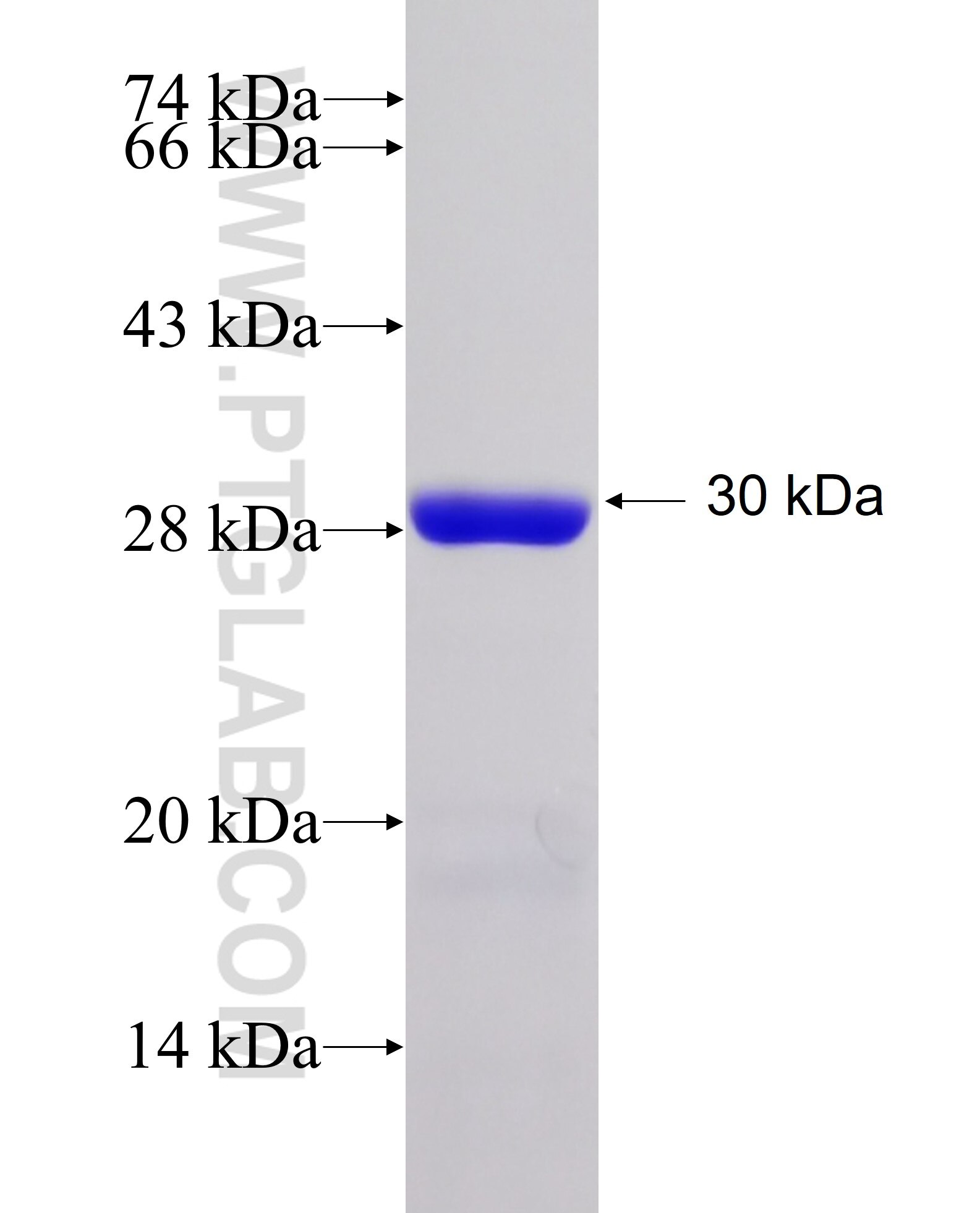 NGRN fusion protein Ag6790 SDS-PAGE