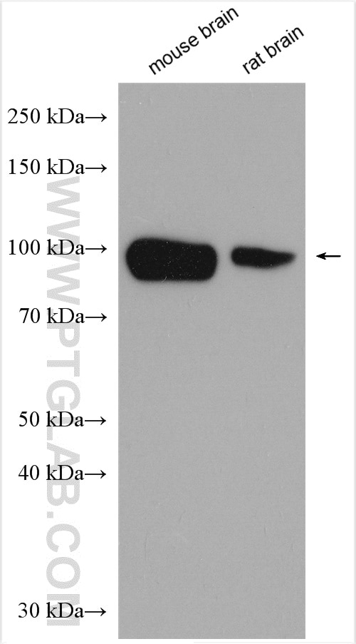 Western Blot (WB) analysis of various lysates using NHE1 Polyclonal antibody (29761-1-AP)