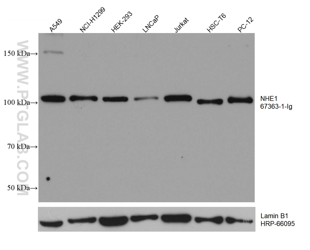 Western Blot (WB) analysis of various lysates using NHE1 Monoclonal antibody (67363-1-Ig)
