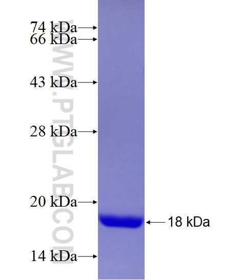 NHE1 fusion protein Ag14329 SDS-PAGE