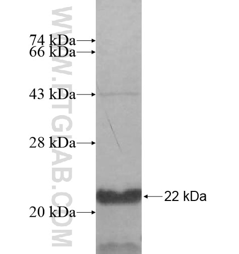 NHEDC1 fusion protein Ag14831 SDS-PAGE
