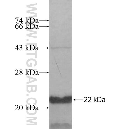 NHEDC1 fusion protein Ag14831 SDS-PAGE