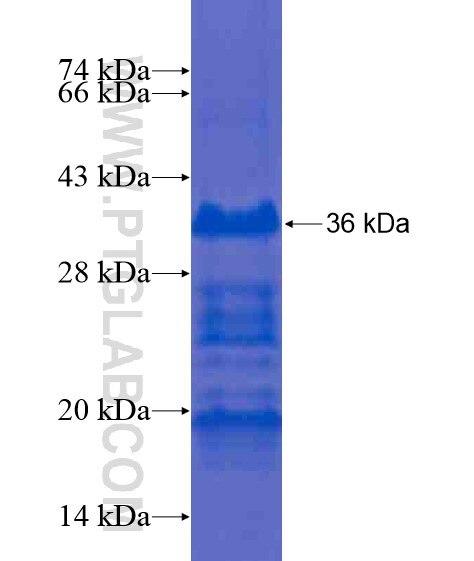 NHEDC2 fusion protein Ag21141 SDS-PAGE