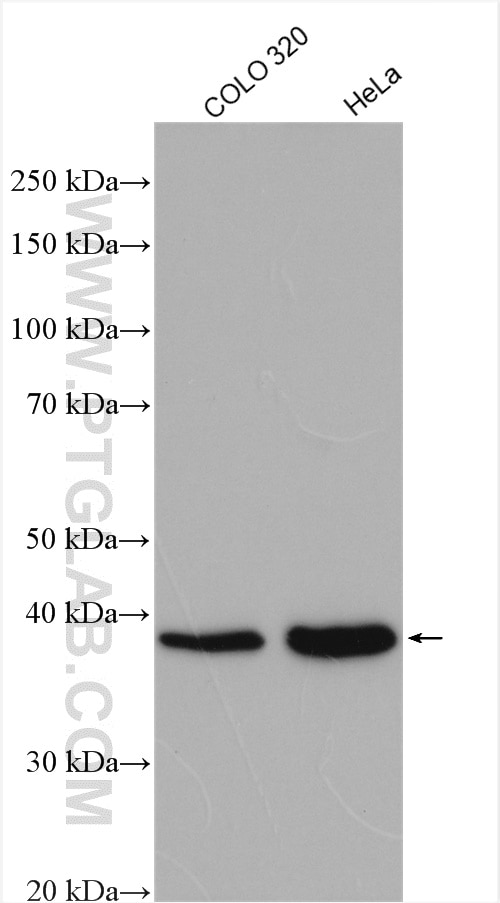 Western Blot (WB) analysis of various lysates using XLF Polyclonal antibody (11888-1-AP)