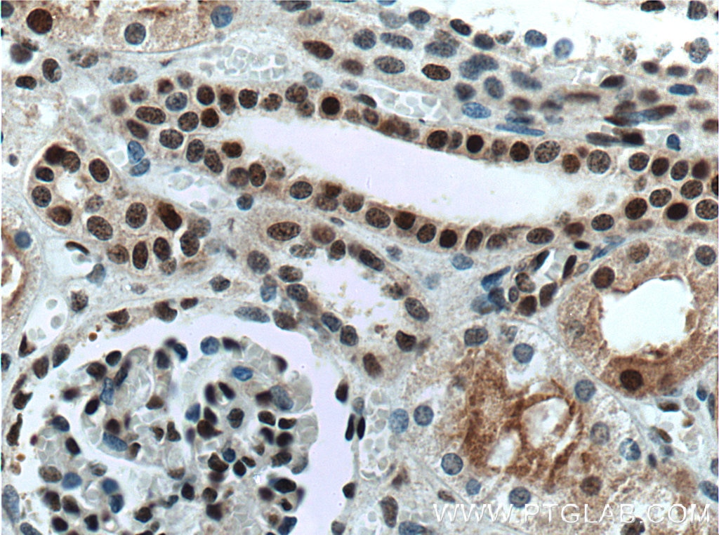 Immunohistochemistry (IHC) staining of human kidney tissue using XLF Monoclonal antibody (66552-1-Ig)