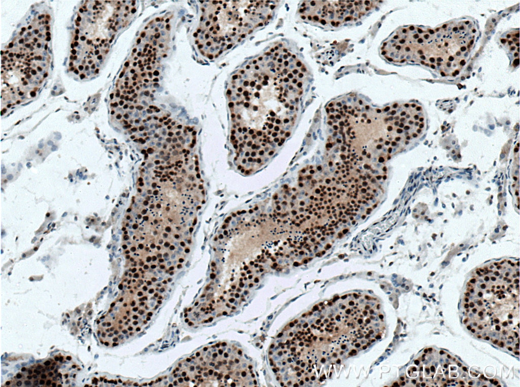 Immunohistochemistry (IHC) staining of human testis tissue using XLF Monoclonal antibody (66552-1-Ig)