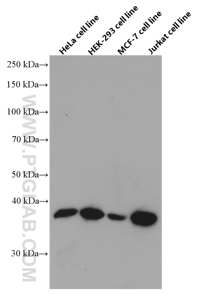 Western Blot (WB) analysis of various lysates using XLF Monoclonal antibody (66552-1-Ig)