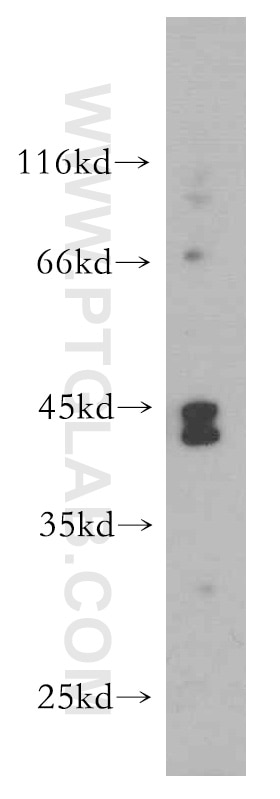Western Blot (WB) analysis of L02 cells using NHLRC1 Polyclonal antibody (21310-1-AP)