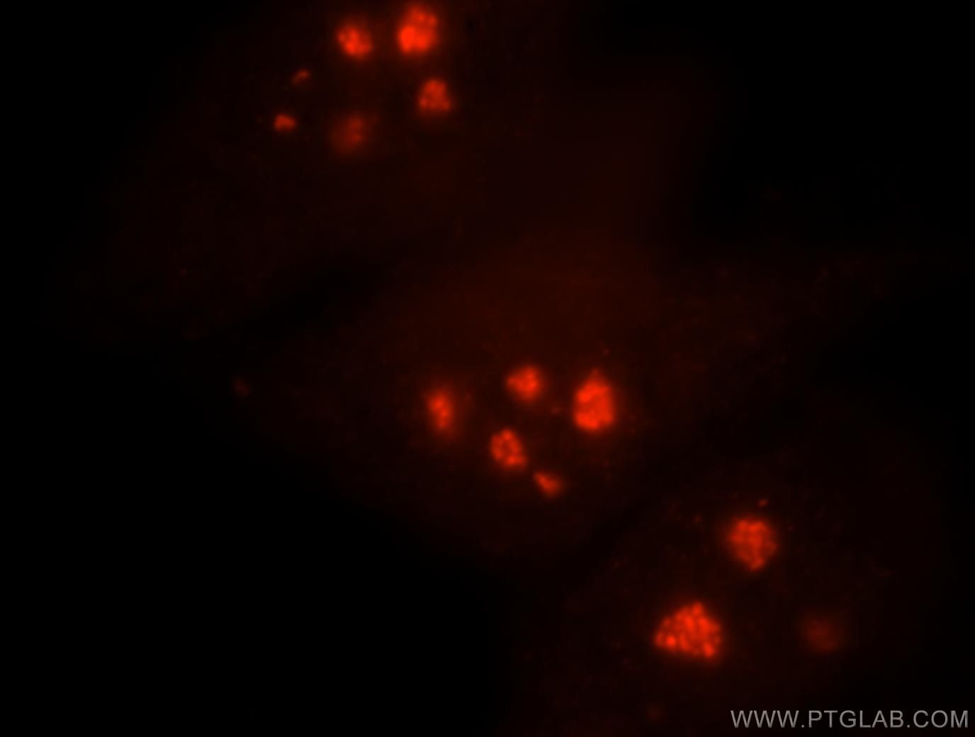 Immunofluorescence (IF) / fluorescent staining of HepG2 cells using NHP2 Polyclonal antibody (15128-1-AP)