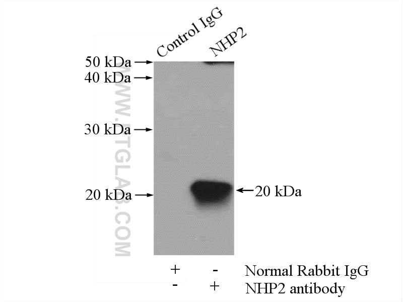 Immunoprecipitation (IP) experiment of HepG2 cells using NHP2 Polyclonal antibody (15128-1-AP)