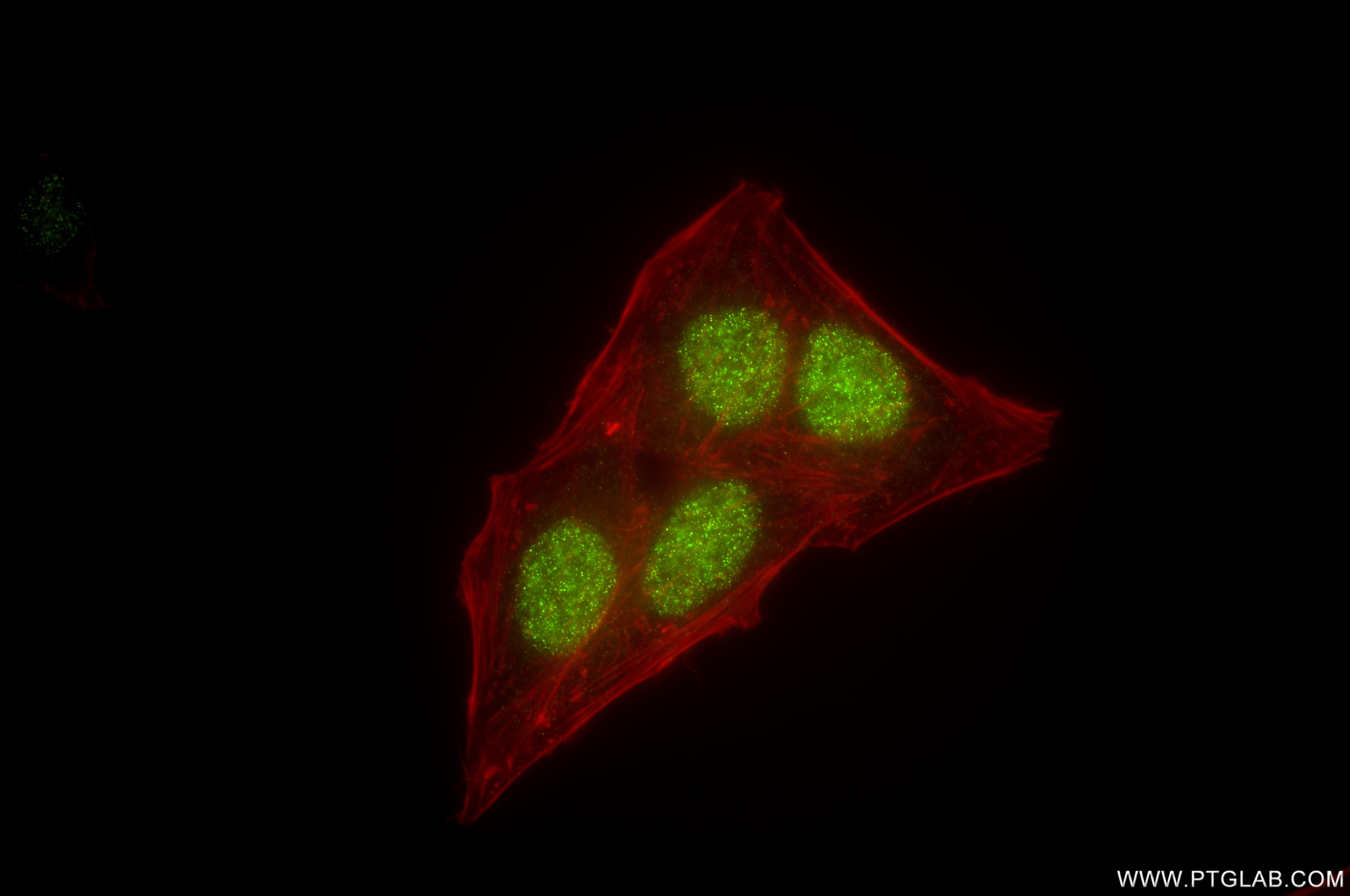 IF Staining of HepG2 using 86677-1-RR Immunofluorescence (IF) / fluorescent staining of HepG2 cells using NHP2 Recombinant monoclonal antibody (86677-1-RR)