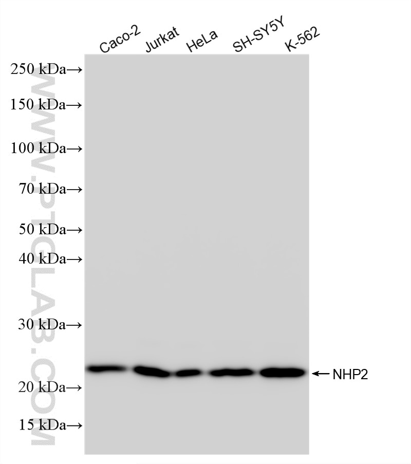 WB analysis using 86677-1-RR Western Blot (WB) analysis of various lysates using NHP2 Recombinant monoclonal antibody (86677-1-RR)