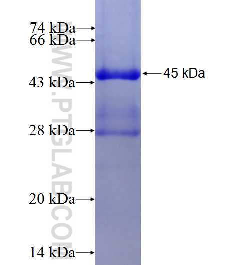 NHP2 fusion protein Ag7251 SDS-PAGE