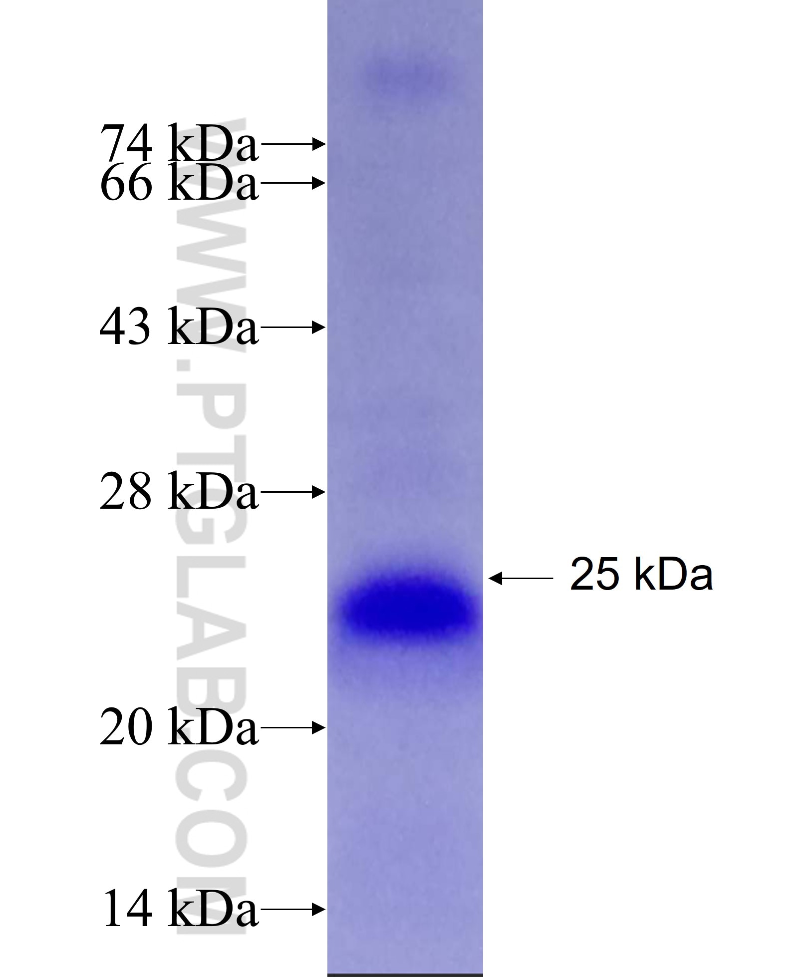 NHP2 fusion protein Ag7580 SDS-PAGE