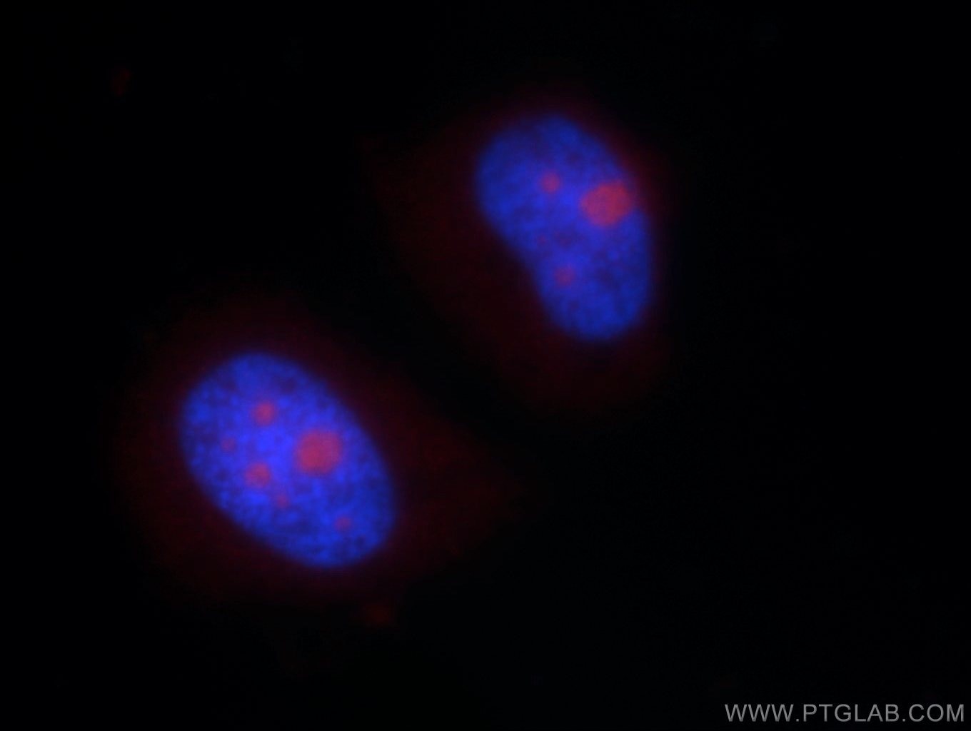 Immunofluorescence (IF) / fluorescent staining of HeLa cells using NHP2L1 Polyclonal antibody (15802-1-AP)