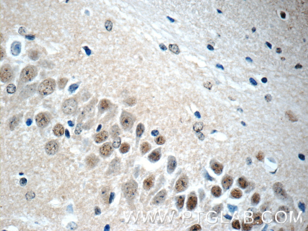 Immunohistochemistry (IHC) staining of mouse brain tissue using NHP2L1 Polyclonal antibody (15802-1-AP)