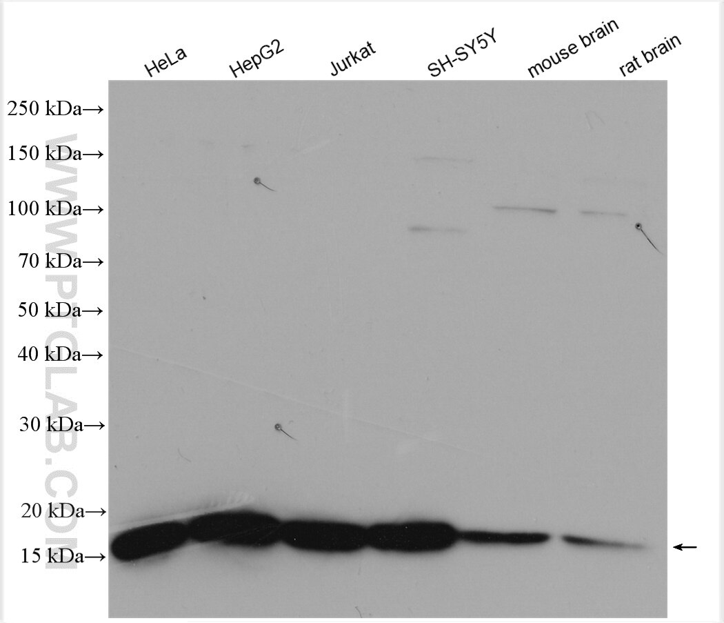 Western Blot (WB) analysis of various lysates using NHP2L1 Polyclonal antibody (15802-1-AP)