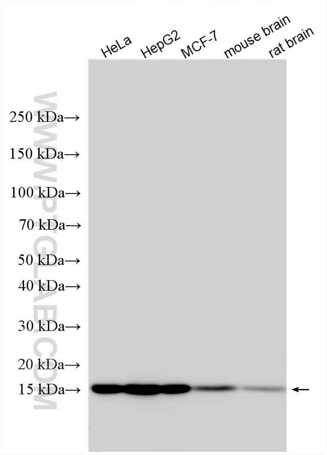 Various lysates were subjected to SDS PAGE followed by western blot with 15802-1-AP (NHP2L1 antibody) at dilution of 1:20000 incubated at room temperature for 1.5 hours. Western Blot (WB) analysis of various lysates using NHP2L1 Polyclonal antibody (15802-1-AP)