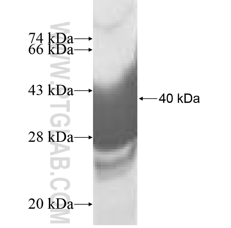 NHP2L1 fusion protein Ag8532 SDS-PAGE