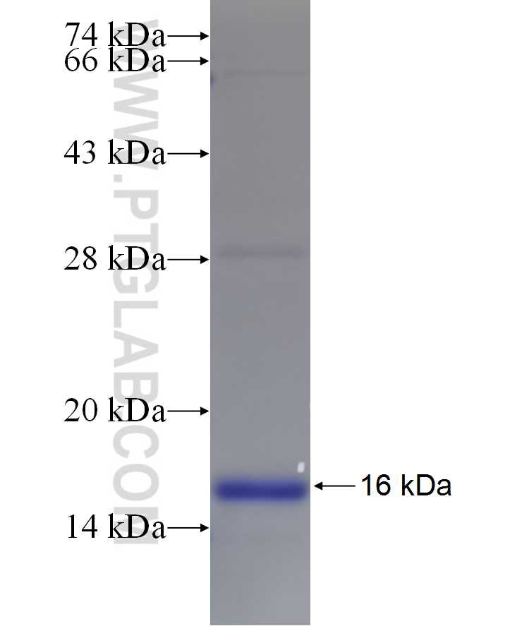 NHP2L1 fusion protein Ag8687 SDS-PAGE
