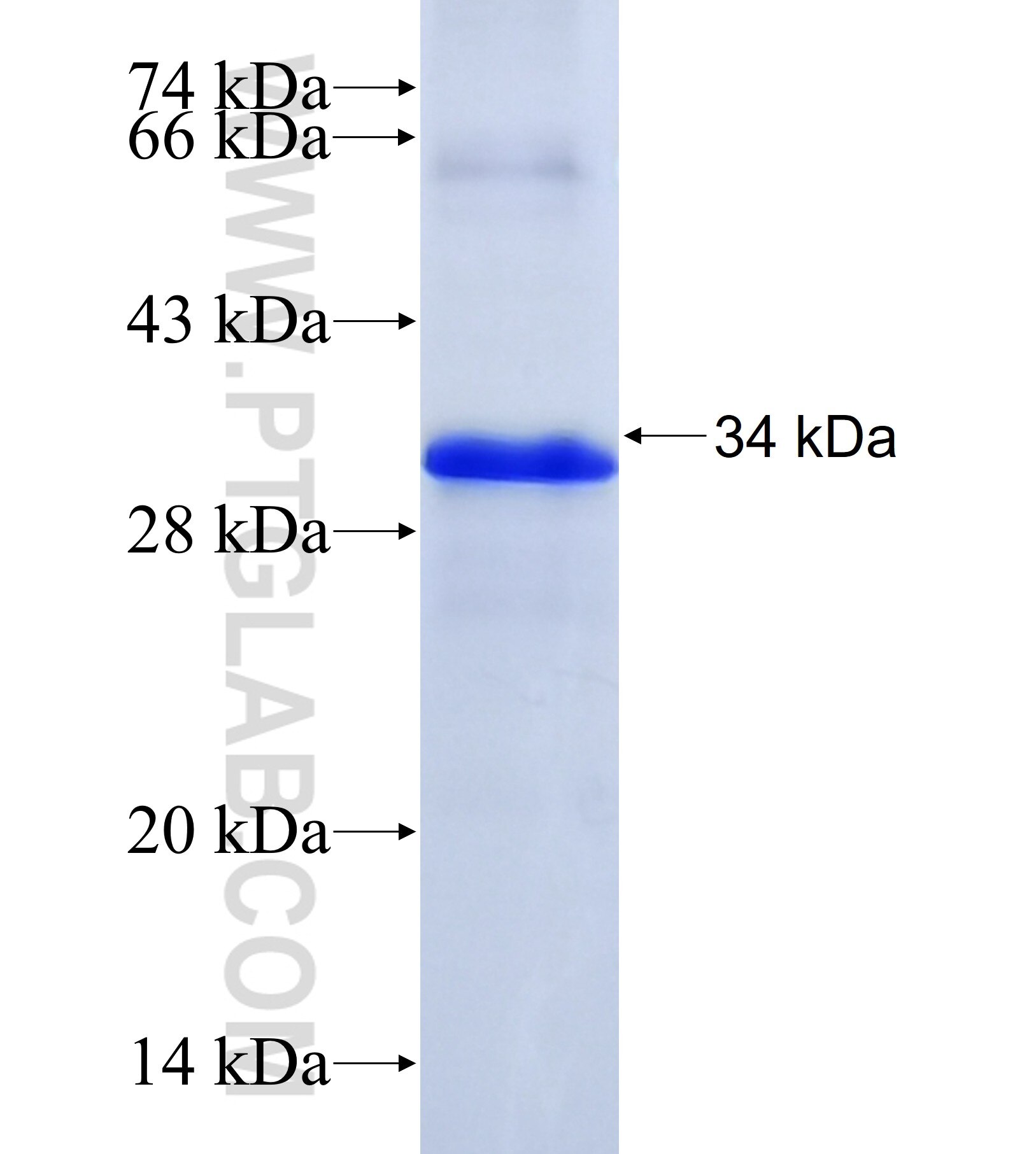 NHSL2 fusion protein Ag41045 SDS-PAGE