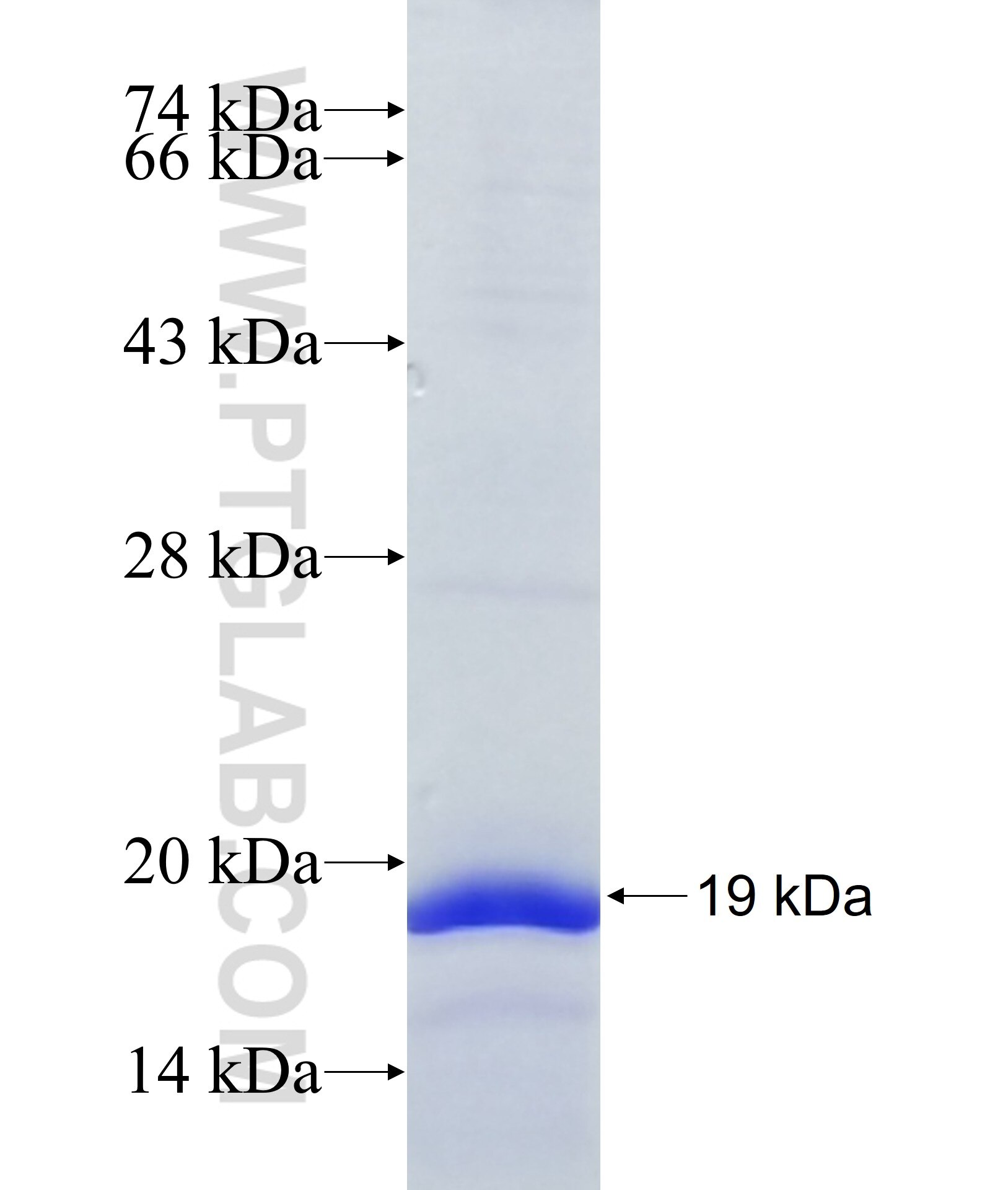 NIACR1 fusion protein Ag12438 SDS-PAGE
