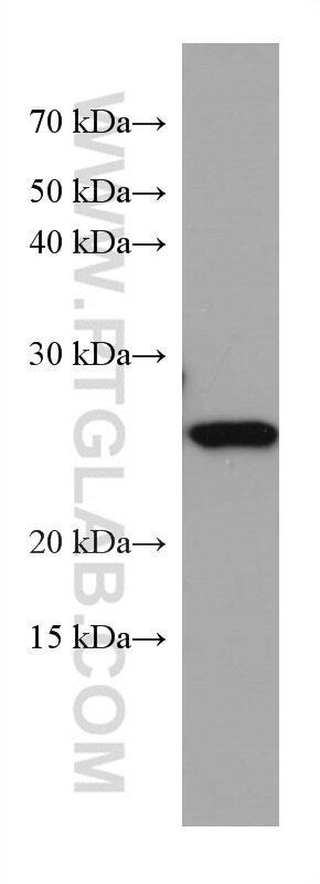 Western Blot (WB) analysis of U-251 cells using NICN1 Monoclonal antibody (67328-1-Ig)