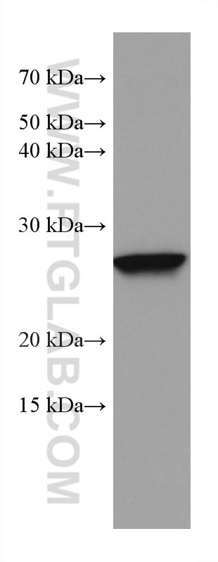 Western Blot (WB) analysis of human testis tissue using NICN1 Monoclonal antibody (67328-1-Ig)