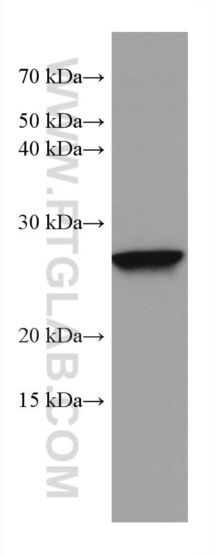 Western Blot (WB) analysis of human testis tissue using NICN1 Monoclonal antibody (67328-1-Ig)