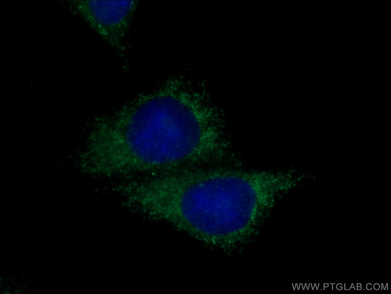 Immunofluorescence (IF) / fluorescent staining of HepG2 cells using Entactin Polyclonal antibody (13766-1-AP)