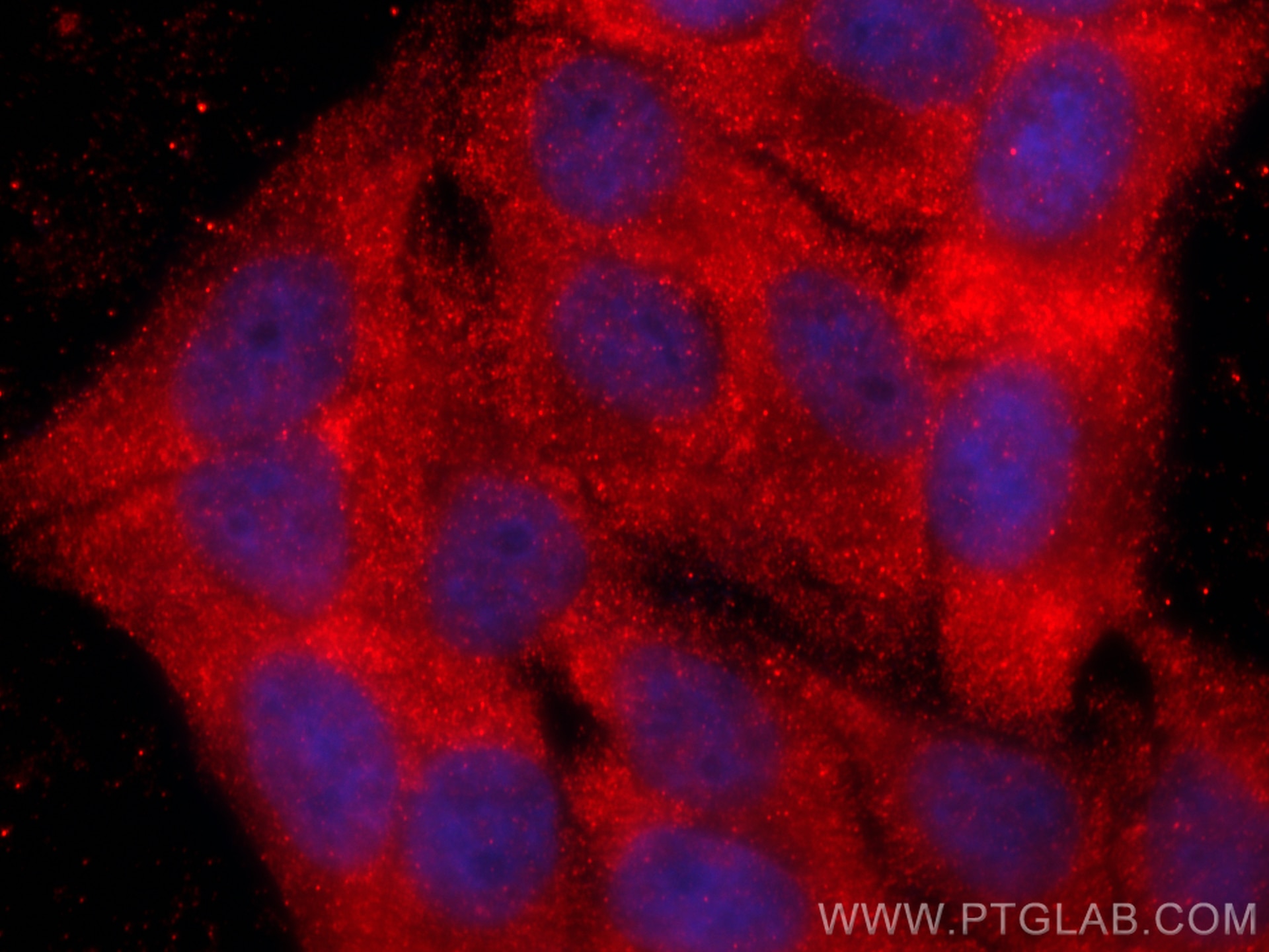 Immunofluorescence (IF) / fluorescent staining of HepG2 cells using Entactin Polyclonal antibody (13766-1-AP)