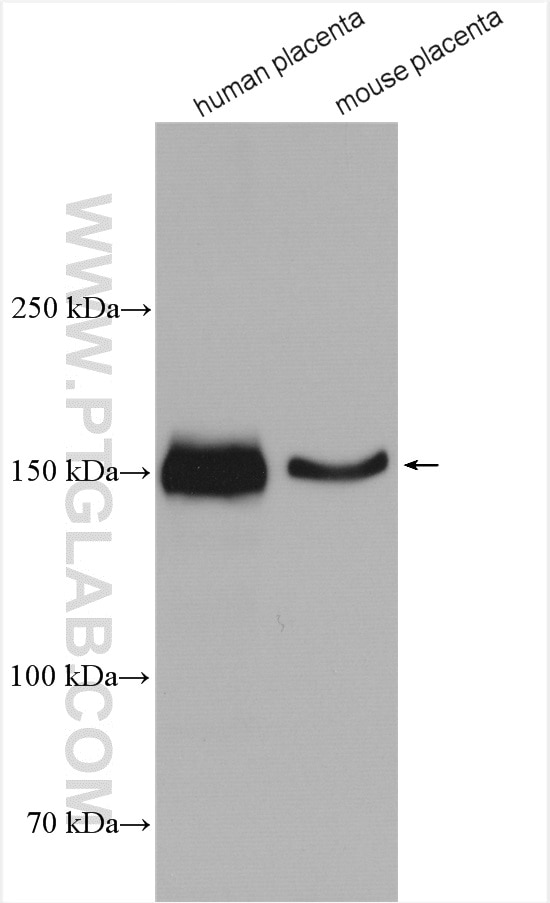 Western Blot (WB) analysis of various lysates using Entactin Polyclonal antibody (13766-1-AP)