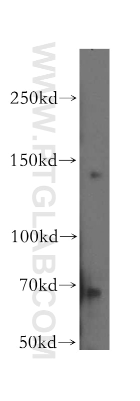 Entactin