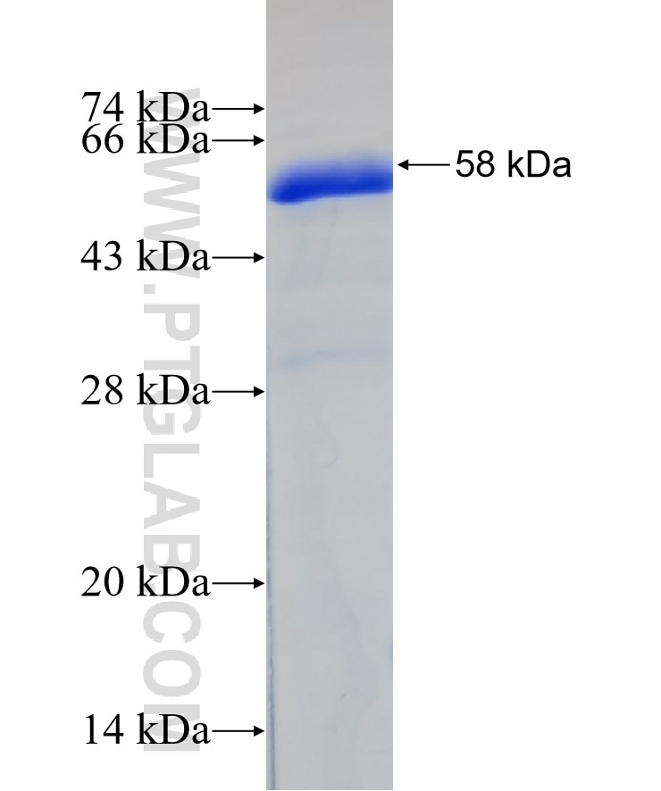 NID1 fusion protein Ag4739 SDS-PAGE